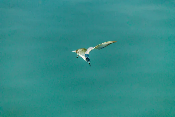 Gabbiano volante . — Foto Stock