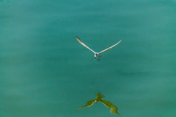 Gaviota voladora . — Foto de Stock
