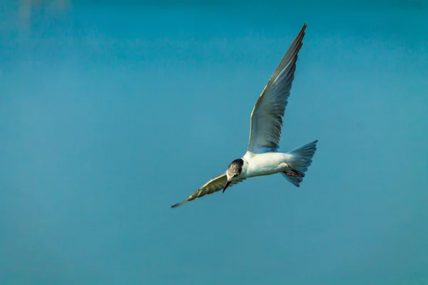 Gaivota voadora . — Fotografia de Stock