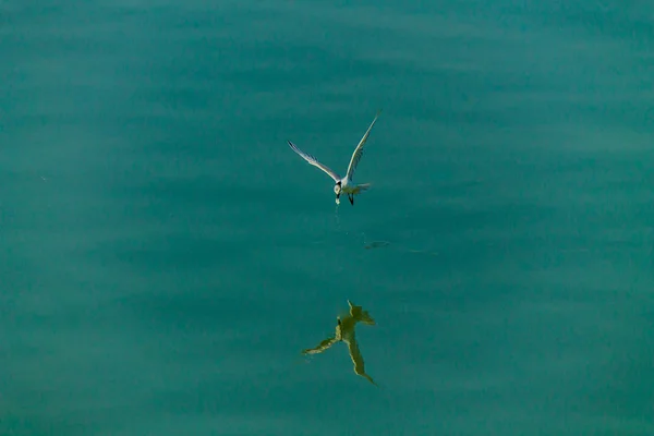 Gabbiano volante . — Foto Stock