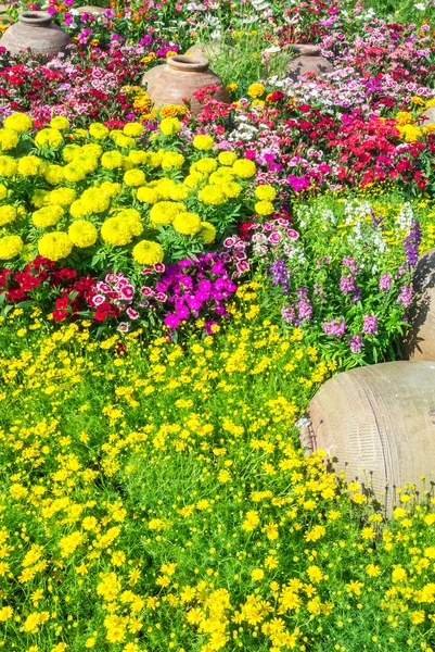 Beautiful flower garden. — Stock Photo, Image