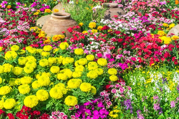 Belo jardim de flores . — Fotografia de Stock