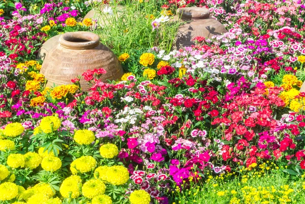 Vacker blomma trädgård. — Stockfoto