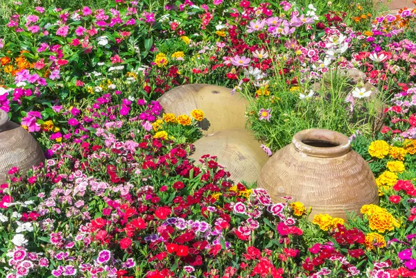 Прекрасний сад квітки . — стокове фото