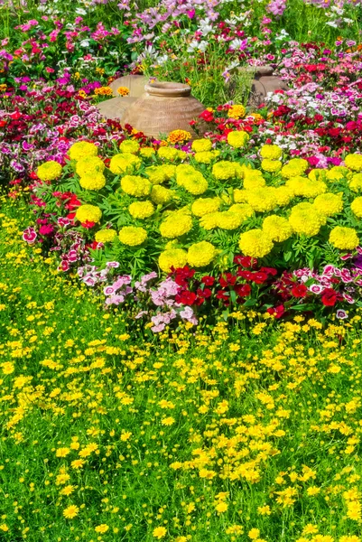 Beautiful flower garden. — Stock Photo, Image