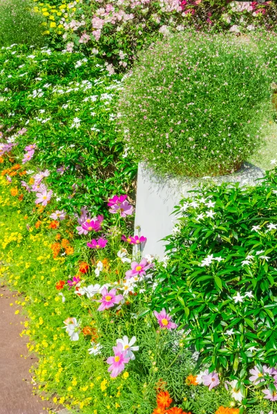 Belo jardim de flores . — Fotografia de Stock