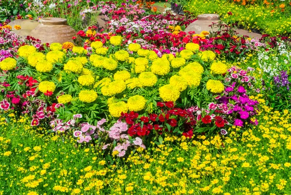 Belo jardim de flores . — Fotografia de Stock