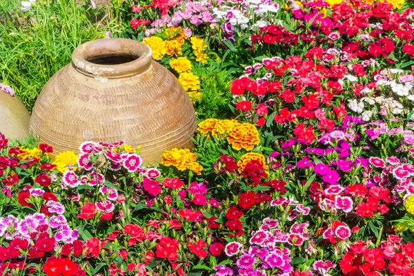 Belo jardim de flores . — Fotografia de Stock