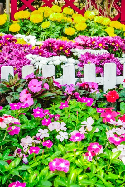 Beautiful flower garden. — Stock Photo, Image