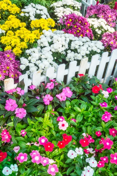 A gyönyörű virágos kerttel. — Stock Fotó