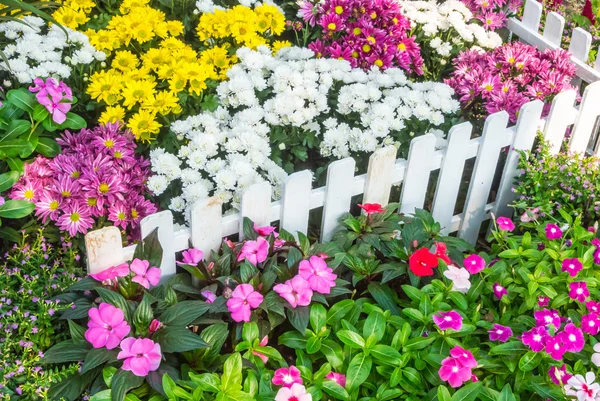 Belo jardim de flores . — Fotografia de Stock