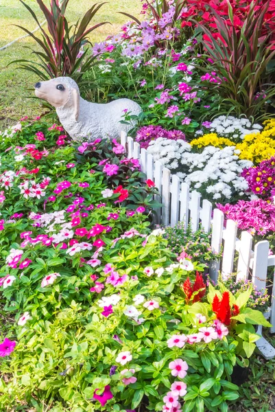 Hermoso jardín de flores . — Foto de Stock