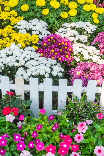 Beautiful flower garden. — Stock Photo, Image