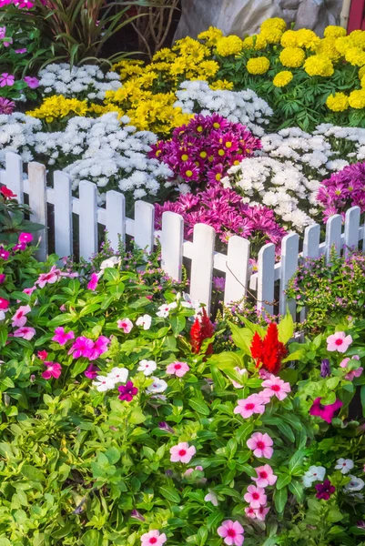 Hermoso jardín de flores . — Foto de Stock