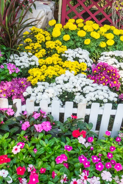 Beautiful flower garden. — Stock Photo, Image