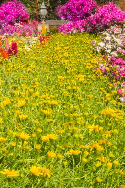 Цветочный сад . — стоковое фото