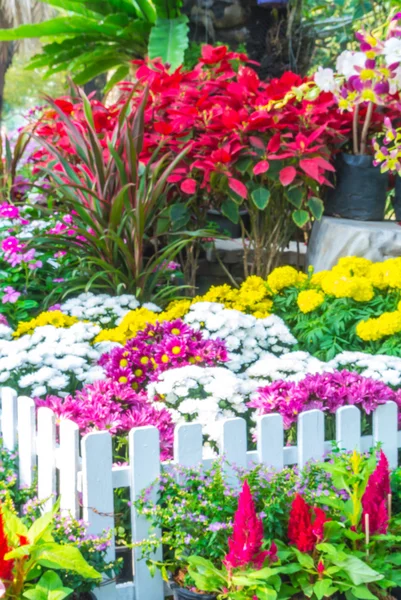 Bellissimo giardino fiorito . — Foto Stock