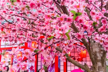 Tanabata Festivali.