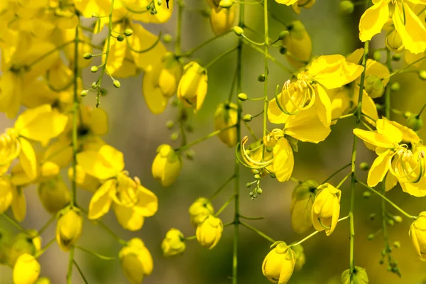 Burgeon ducha de oro . — Foto de Stock