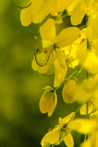 Golden shower burgeon. — Stock Photo, Image