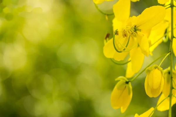 Golden shower burgeon. — Stock Photo, Image