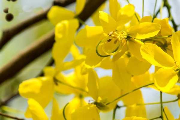 Burgeon chuveiro dourado . — Fotografia de Stock