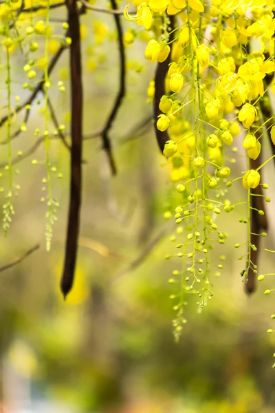 Burgeon ducha de oro . — Foto de Stock