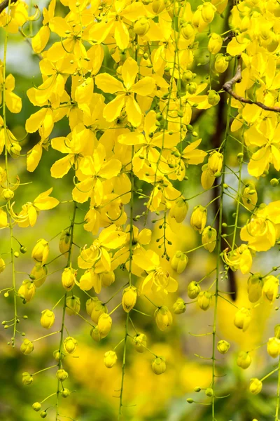 Burgeon ducha de oro . — Foto de Stock