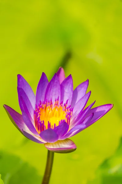 Lotus fleur. — Photo