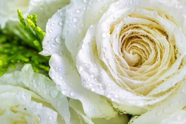 Tau auf Blütenblatt weiße Rose. — Stockfoto