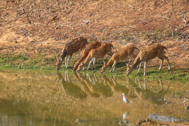 Benekli geyik ya da eksen geyiği olarak da bilinen Chital ya da cheetal (Axis axis) su birikintilerinden su içen sürüdür. Benekli bir Asya geyiği sürüsü çamurlu bir göletten su içiyor..