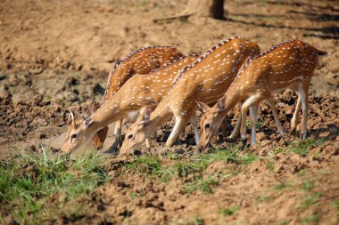 Benekli geyik ya da eksen geyiği olarak da bilinen Chital ya da cheetal (Axis axis) su birikintilerinden su içen sürüdür. Benekli bir Asya geyiği sürüsü çamurlu bir göletten su içiyor..