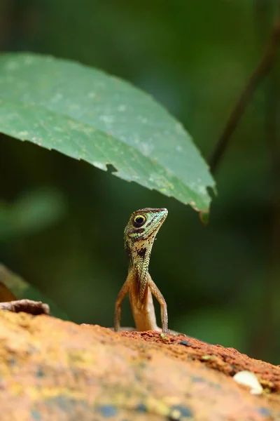 Black Spotted Kangaroo Lizard Black Patched Kangaroo Lizard Otocryptis Nigristigma — Stock Photo, Image