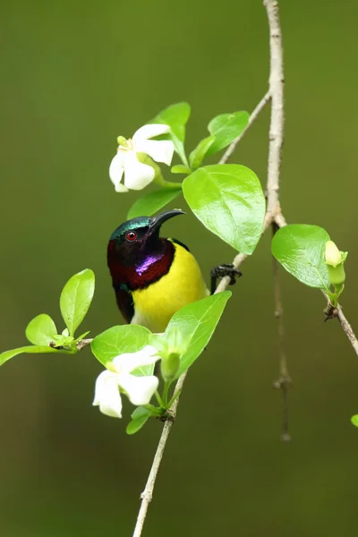 Pájaro Solar Color Púrpura Leptocoma Zeylonica Sentado Rama Con Fondo —  Fotos de Stock