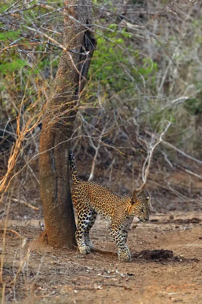 斯里兰卡豹 Panthera Pardus Kotiya 的年轻雌性标志着这片土地 领土动物的典型行为 正在检查自己领地的年轻女性 — 图库照片