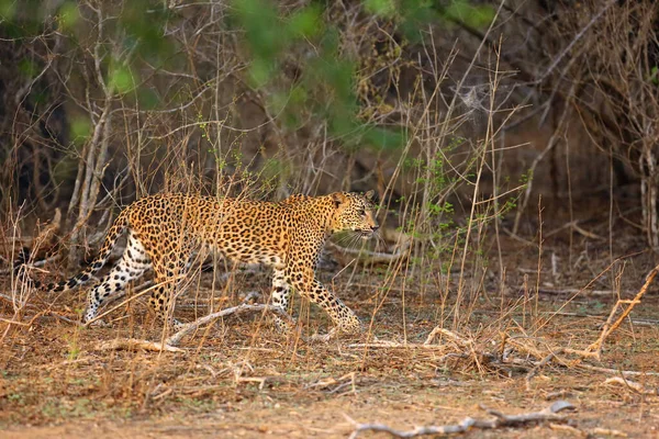 Λεοπάρδαλη Της Σρι Λάνκα Panthera Pardus Kotiya Νεαρή Γυναικεία Κίνηση — Φωτογραφία Αρχείου