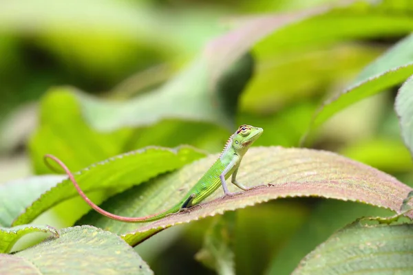 Common Green Forest Lizard Calotes Calotes Young Leaf — Stock Photo, Image