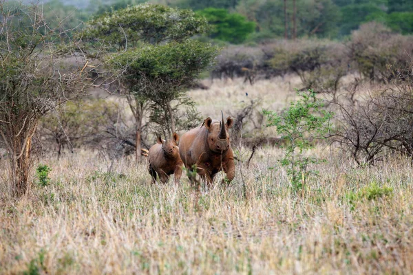 Zwarte Neushoorn Neushoorn Diceros Bicornis Vrouwtje Met Jonge Snavel Twee — Stockfoto