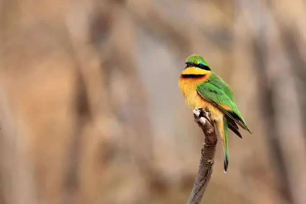 The little bee-eater (Merops pusillus) sitting on a branch with a brown background. A small African green bee-eater sitting on a thin twig with a brown background.