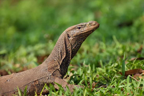 The Bengal monitor (Varanus bengalensis) or common Indian monitor, portrait with green background.Large Asian monitor lizard in green.