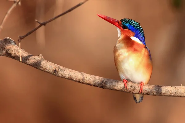 Malachite Kingfisher Corythornis Cristatus Sedí Větvi Malý Africký Ledňáček Oranžovým — Stock fotografie