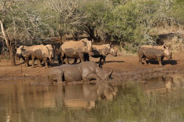 Beyaz gergedan (Ceratotherium simum) kare dudaklı gergedan, erkek ve dişi sürüsü çamurda