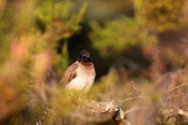 Çalılığın ortasındaki yaygın bulbul (Pycnonotus barbatus). Sonbahar çalılarının renkli ortamında yaygın bulbul.