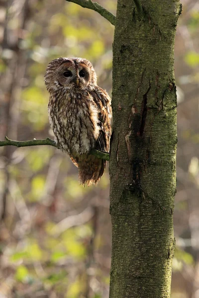 Coruja Tawny Coruja Marrom Strix Aluco Sentado Ramo Meio Floresta — Fotografia de Stock