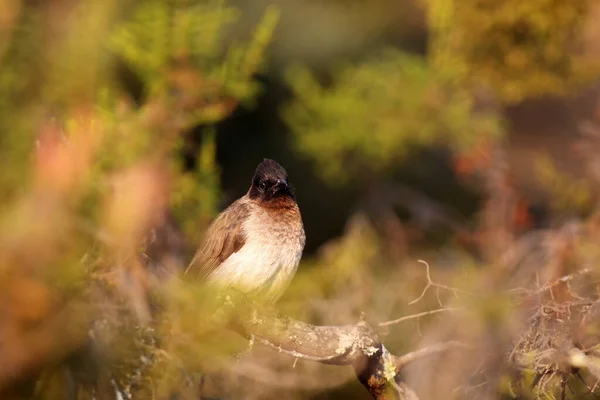 Bulbul Comune Pycnonotus Barbatus Mezzo Cespuglii Bulbul Comune Nel Colorato — Foto Stock