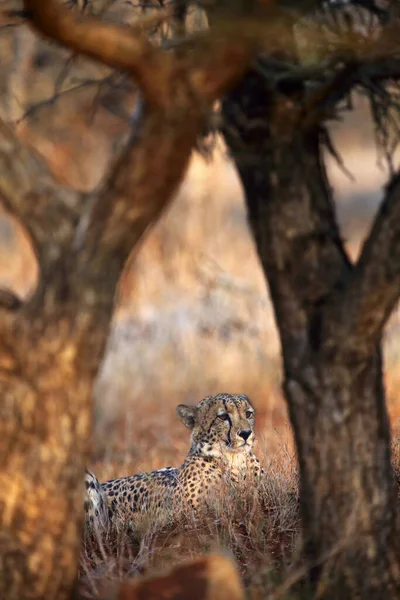 Cheetah Acinonyx Jubatus Also Known Hunting Leopard Lying Trees Large — Stock Photo, Image