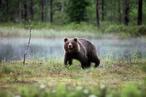 Бурый Медведь Ursus Arctos Молодая Самка Озером Спиной — стоковое фото