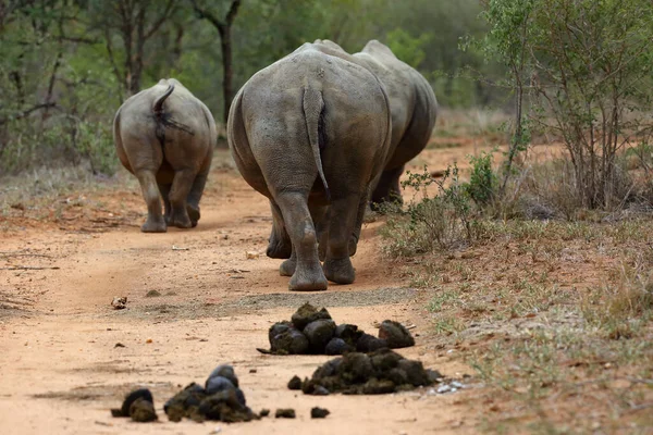 Rinoceronte Branco Rinoceronte Lábios Quadrados Ceratotherium Simum Marcação Típica Rinoceronte — Fotografia de Stock