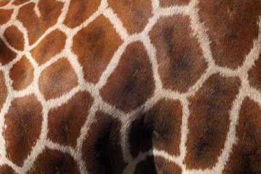 Rothschild's giraffe (Giraffa camelopardalis camelopardis), formerly Giraffa camelopardis rothschildi) , patterns on the skin clipart