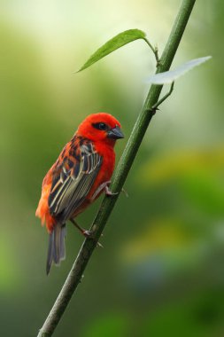Kırmızı köpük (Foudia madagascariensis) dala oturmuş.